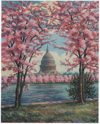 The Capitol in Blossom Time